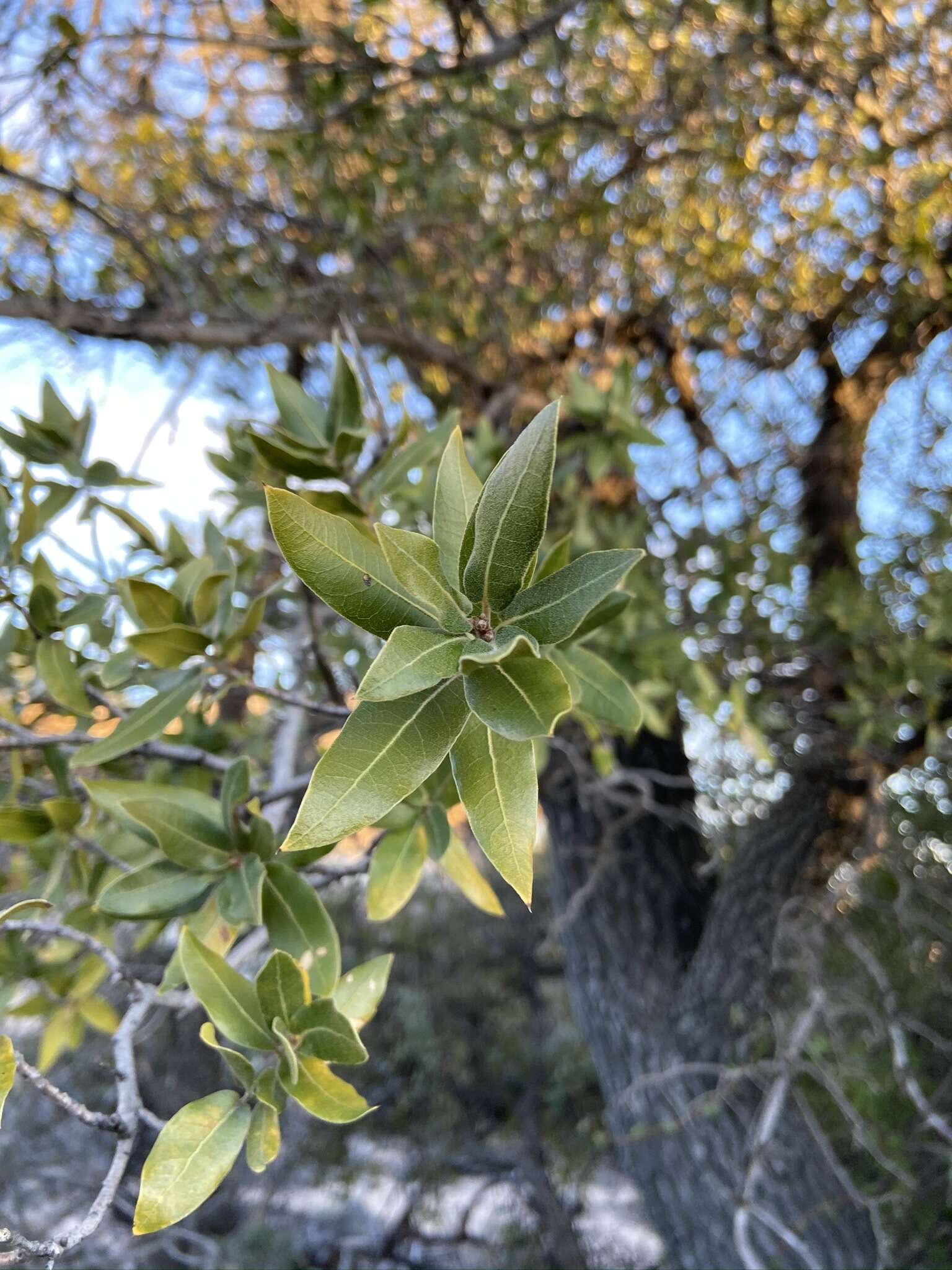 Слика од Quercus peninsularis Trel.