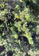 Image of Pimelea serpyllifolia subsp. serpyllifolia