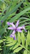 Image de blue flag iris versicolore