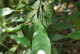 Image of Castanopsis fargesii Franch.