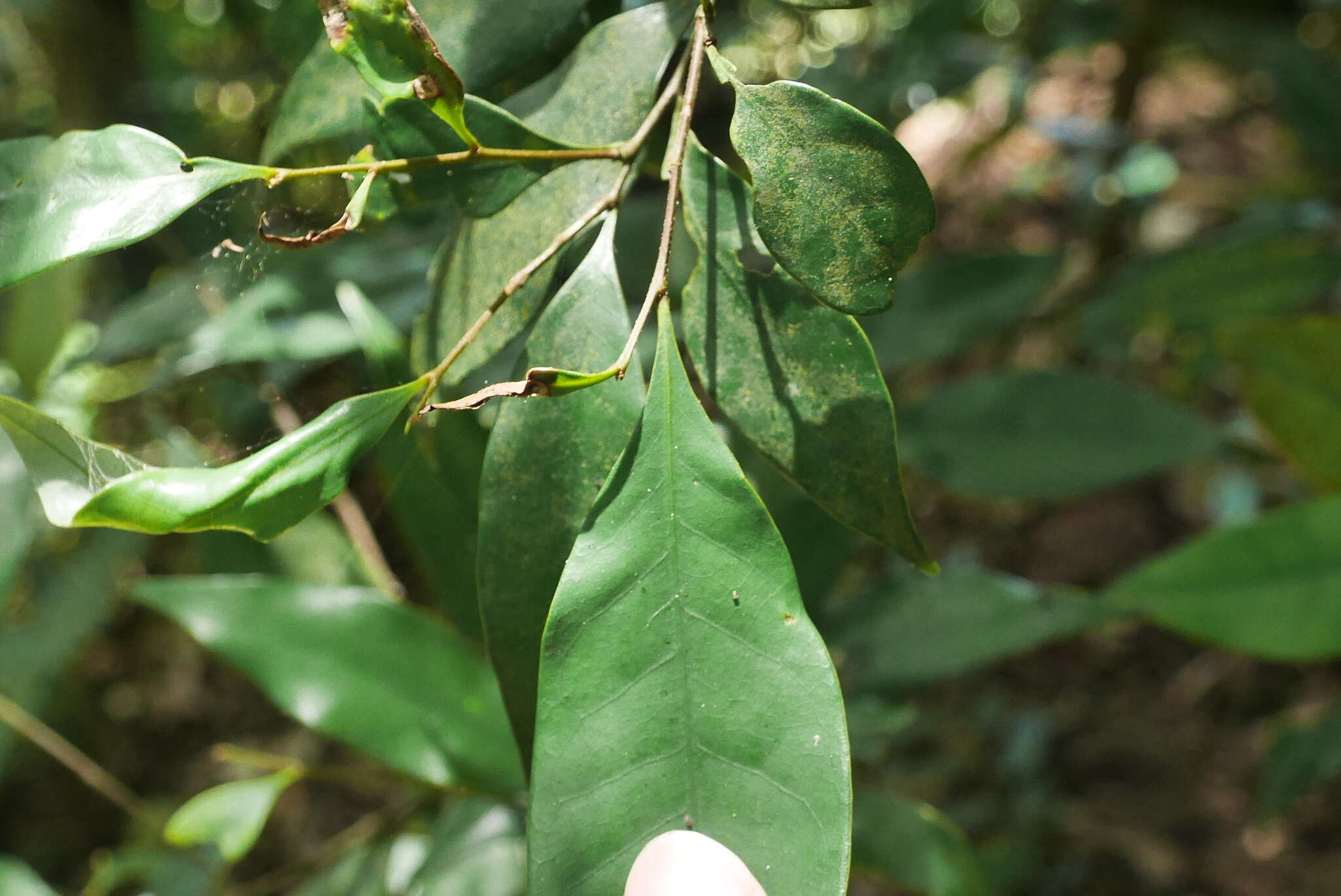 Image de Castanopsis fargesii Franch.