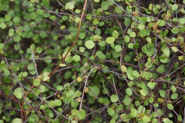 Image of maidenhair vine