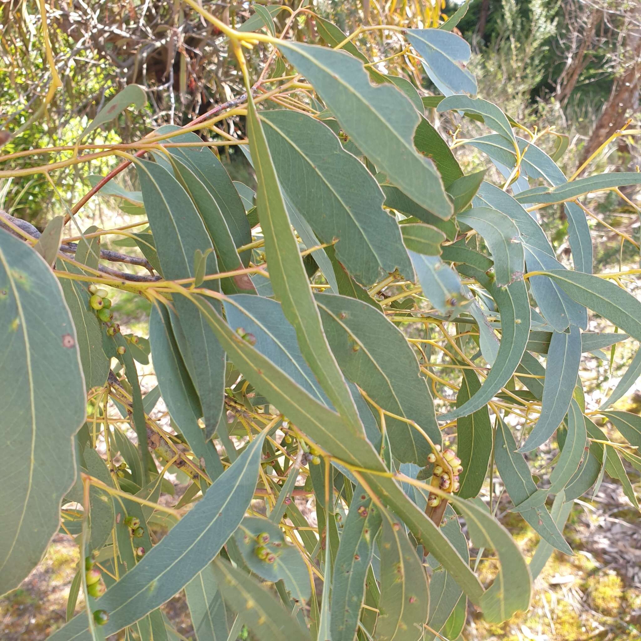 Image of Eucalyptus cephalocarpa Blakely