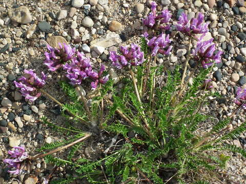 Image de <i>Oxytropis borealis</i> var. <i>hudsonica</i>