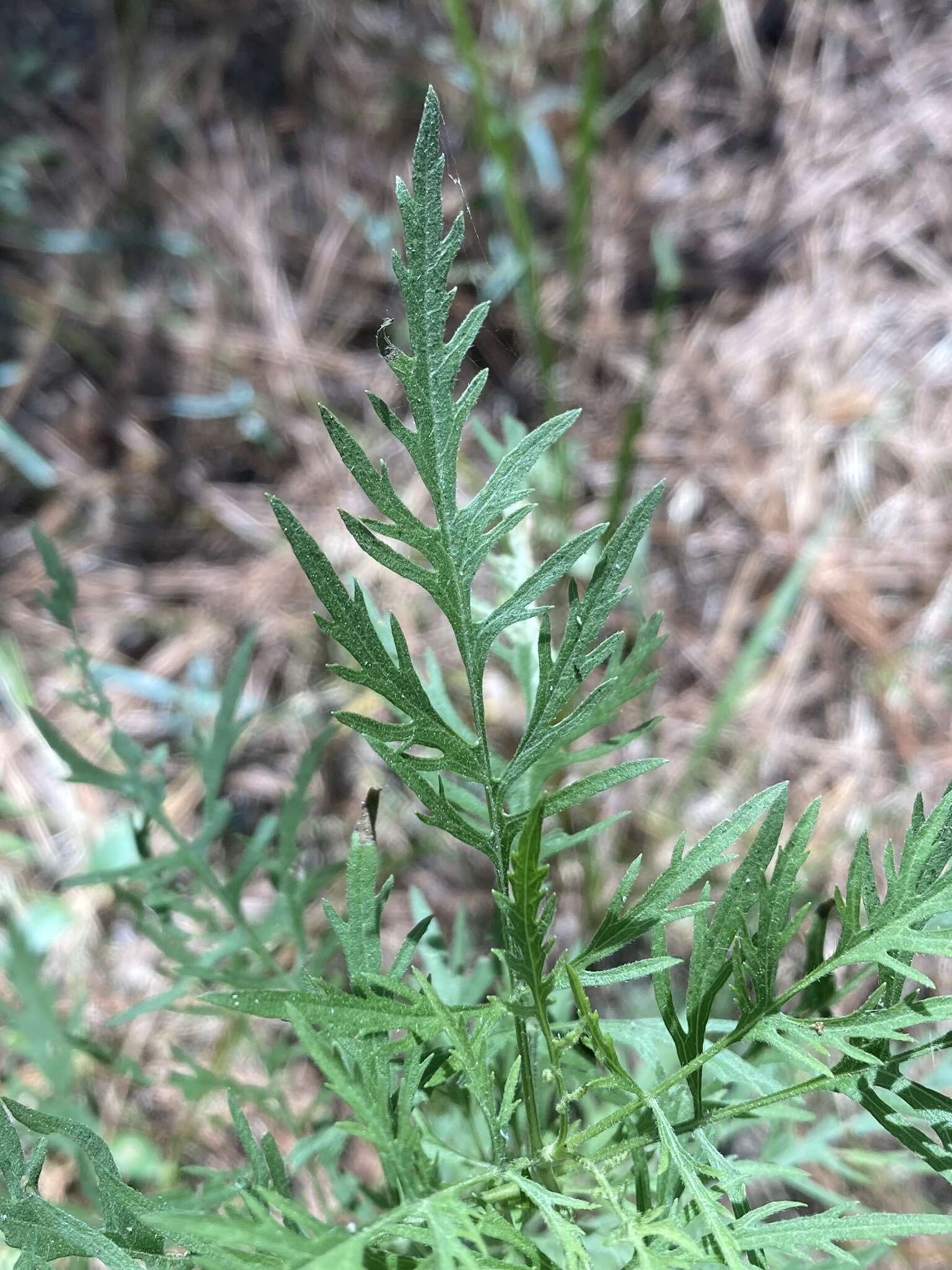 Image of thoroughwort