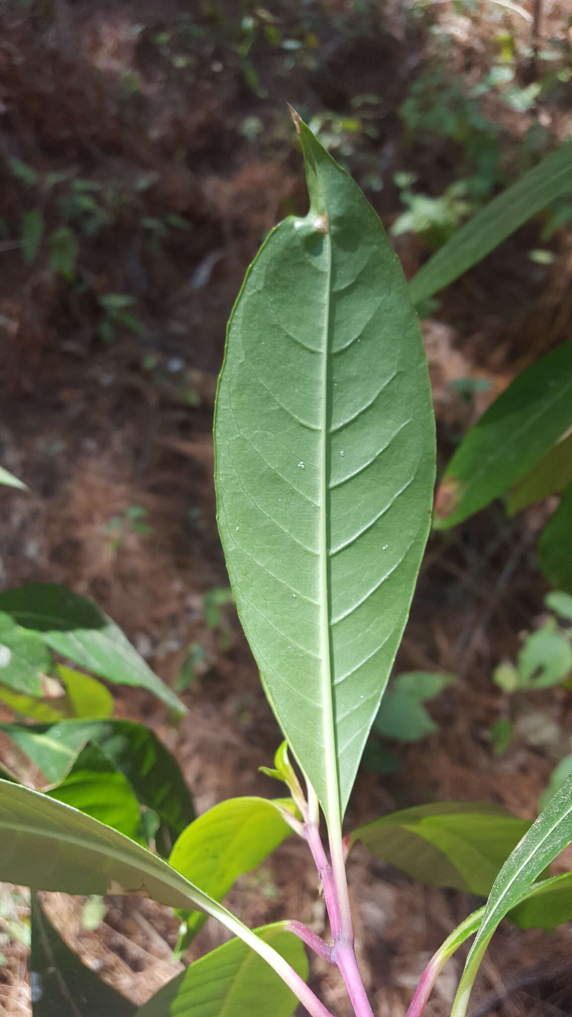 Sivun Fuchsia paniculata subsp. paniculata kuva