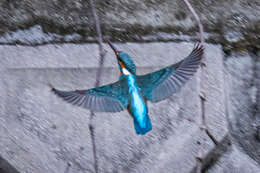 Image of Alcedo atthis bengalensis Gmelin & JF 1788