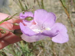 Image of stiffleaf false foxglove