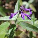 Salvia pennellii Epling resmi