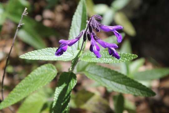 Sivun Salvia pennellii Epling kuva