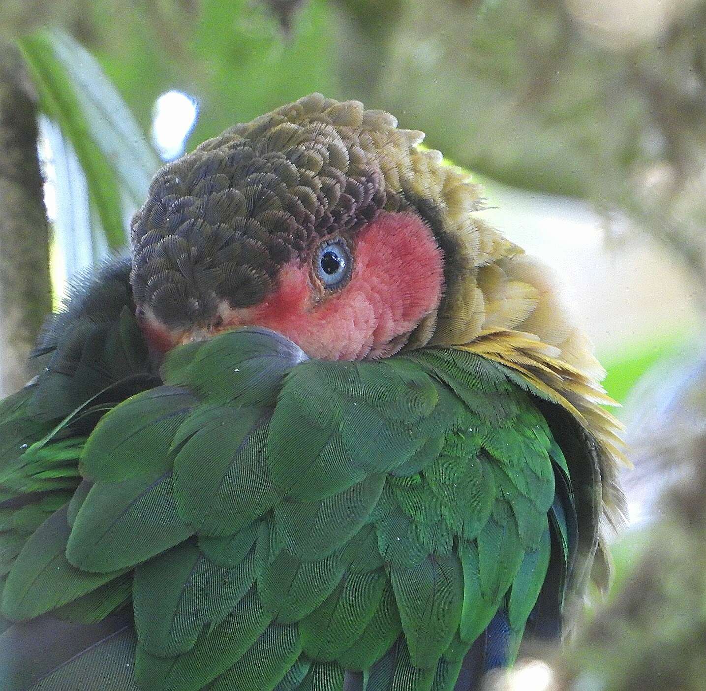 Image of Rose-faced Parrot