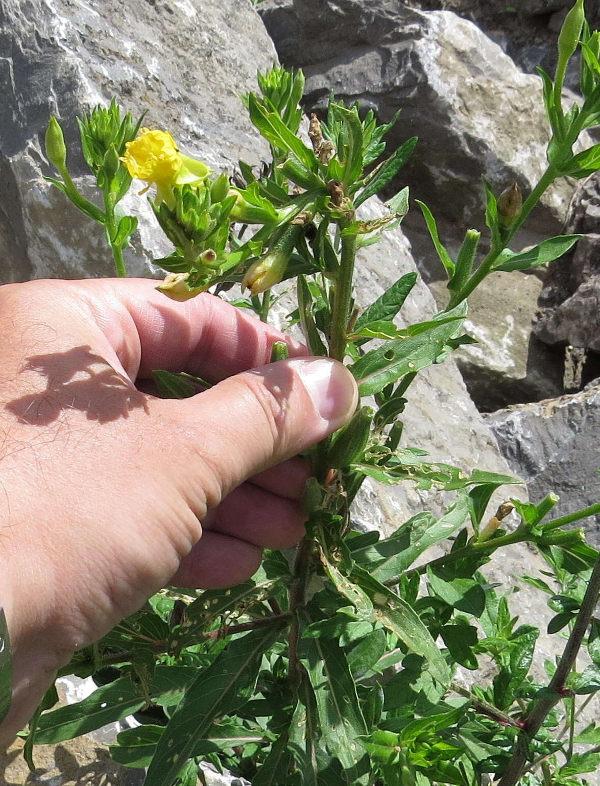 Imagem de Oenothera biennis L.