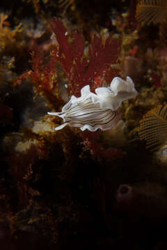 Image of candy striped flatworm