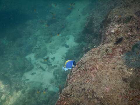 Image of Blue Surgeonfish