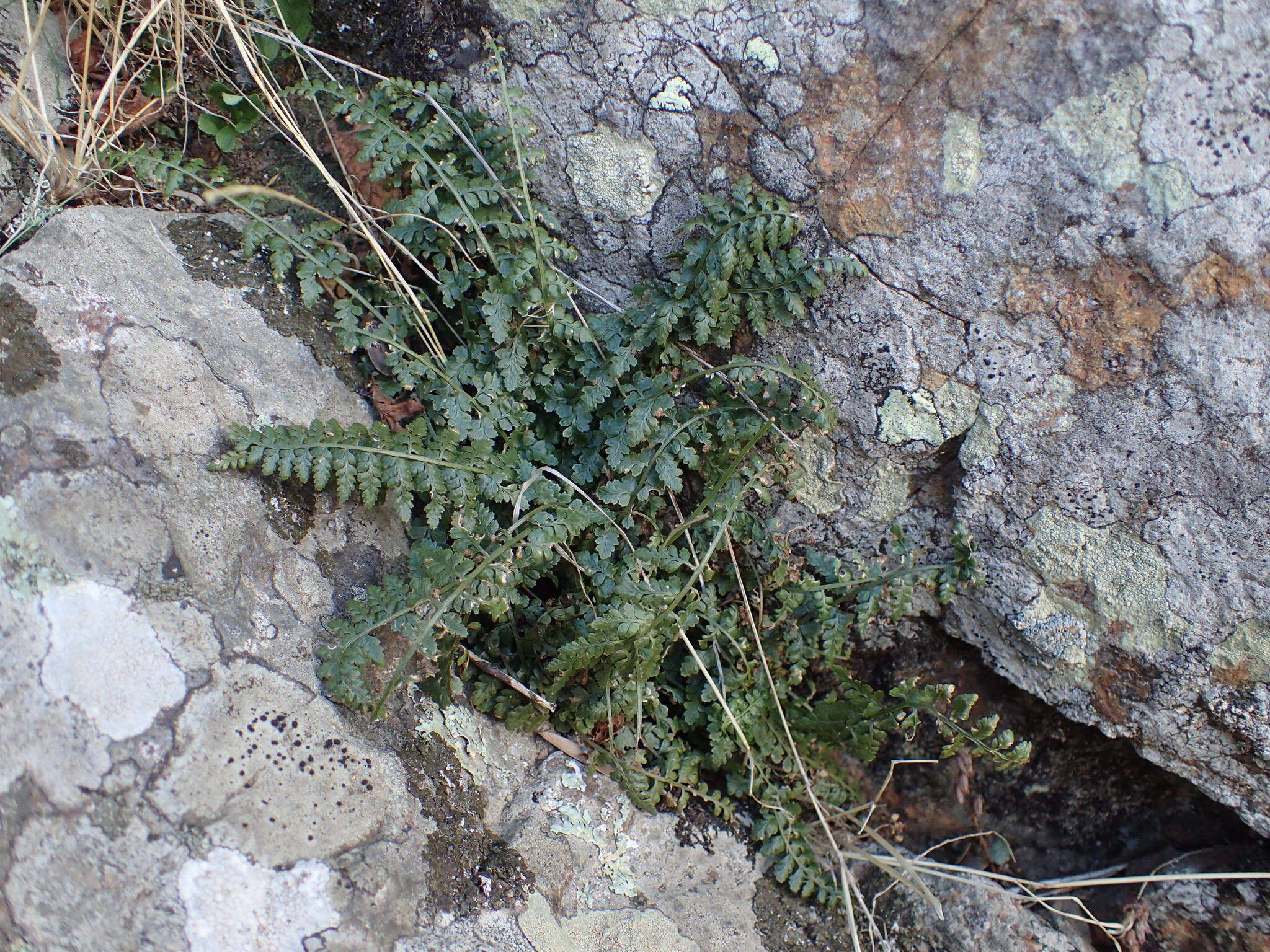 Image of Asplenium foreziense Le Grand ex Magnier