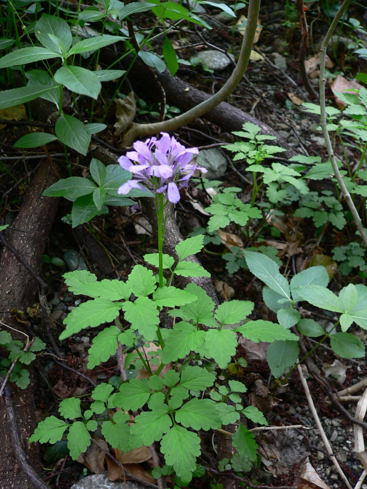 Plancia ëd Cardamine chelidonia L.