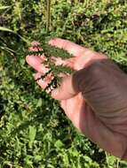 Imagem de Filipendula vulgaris Moench