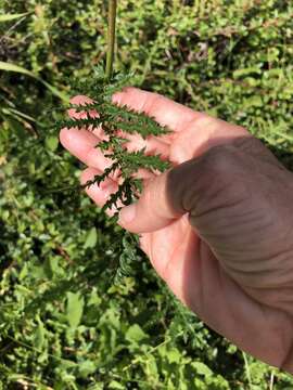 Image of dropwort