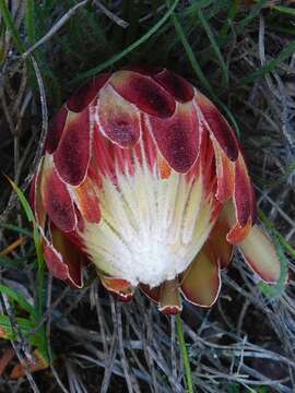 Plancia ëd Protea restionifolia (Salisb. ex Knight) Rycroft