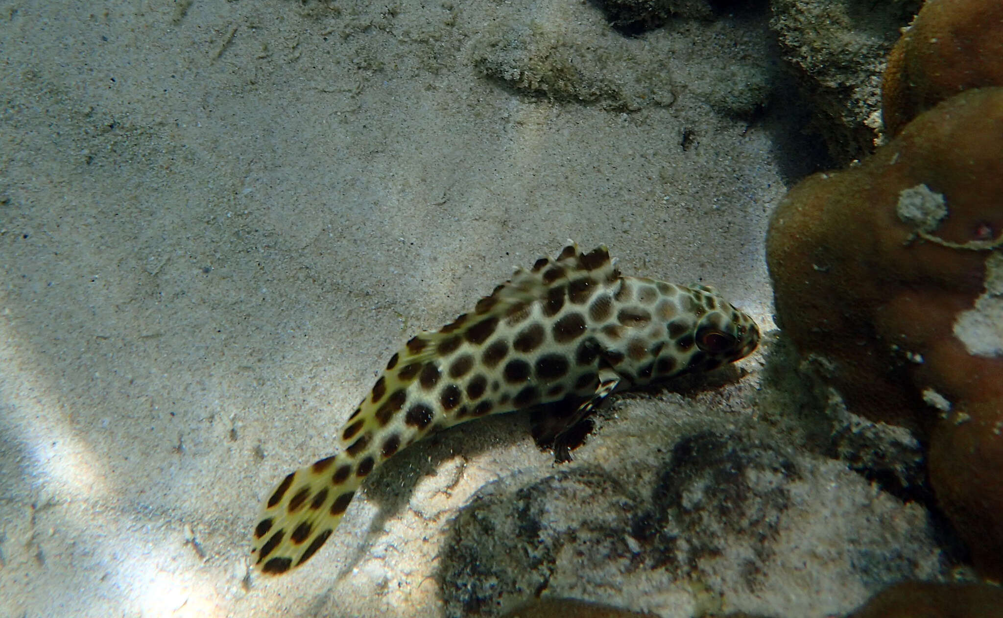 Image of Barred-chest Rock-cod