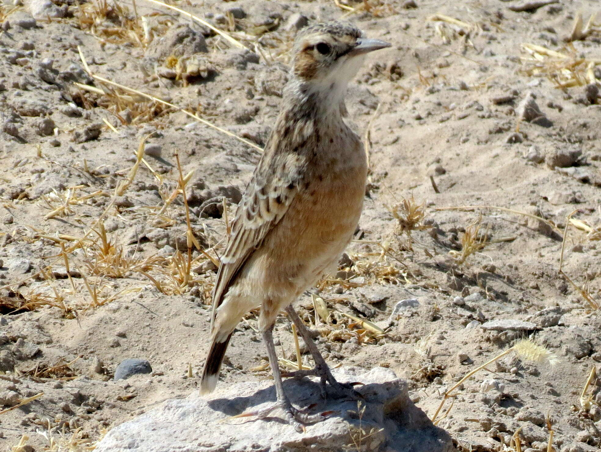 Image of Chersomanes albofasciata erikssoni (Hartert 1907)