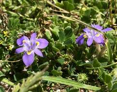 Image of Moraea setifolia (L. fil.) Druce