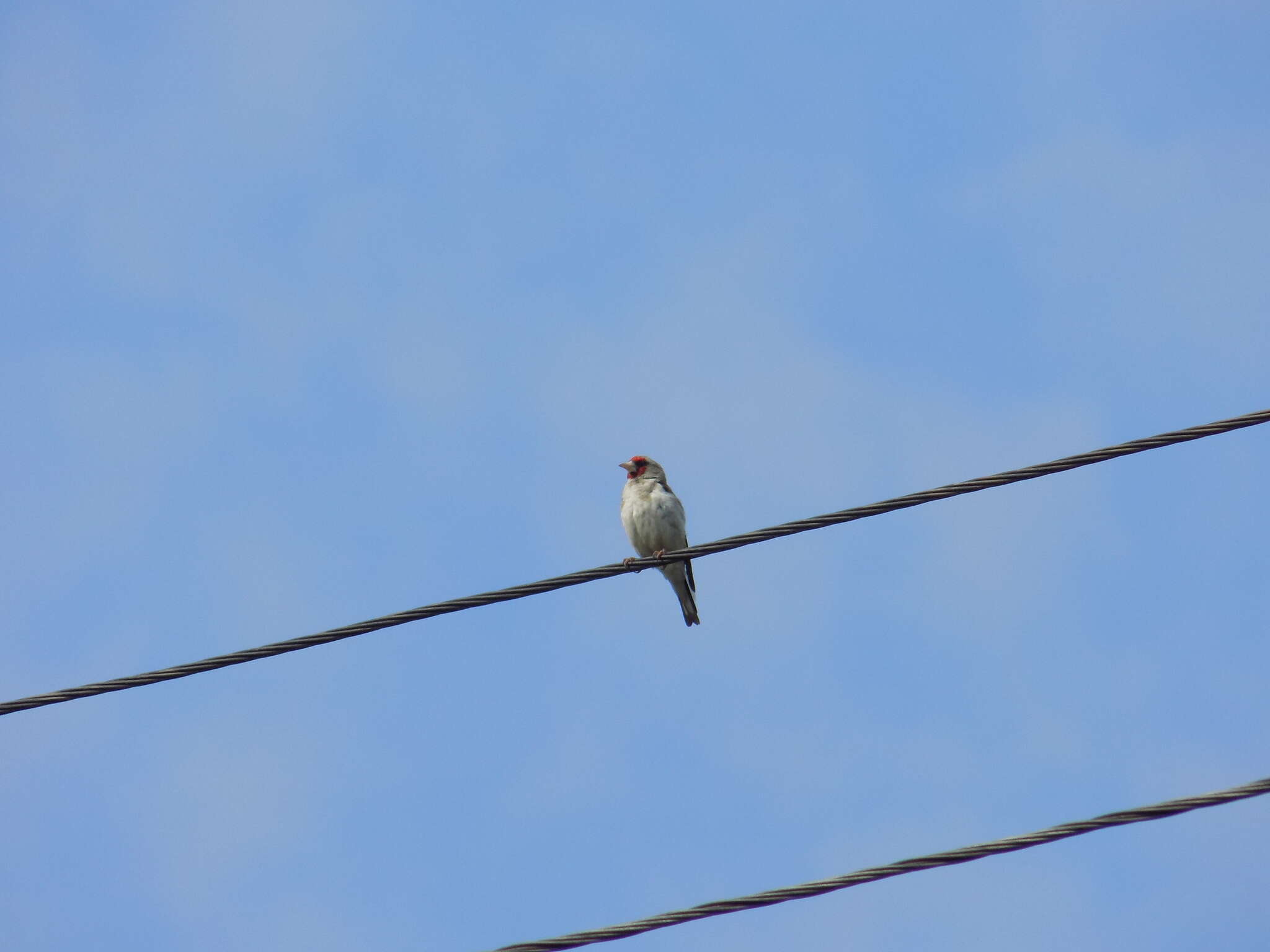 Carduelis carduelis caniceps Vigors 1831的圖片