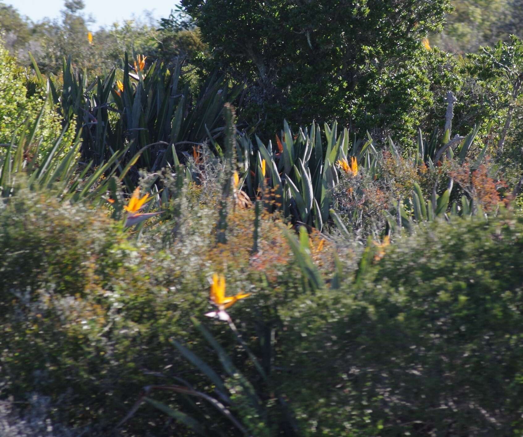 Image of Bird of paradise plant