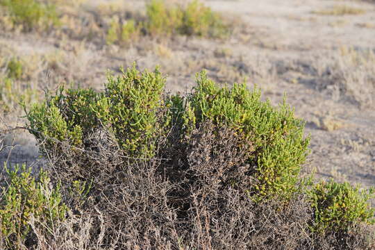 Слика од Tecticornia triandra (F. Müll.) K. A. Sheph. & Paul G. Wilson