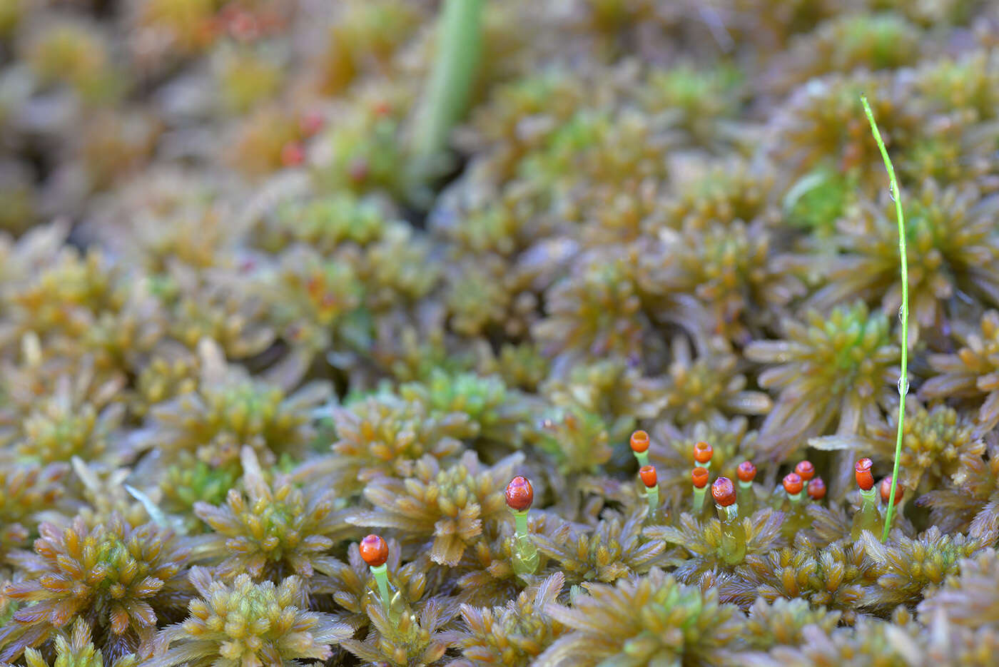 صورة Sphagnum fallax Klinggräff 1881