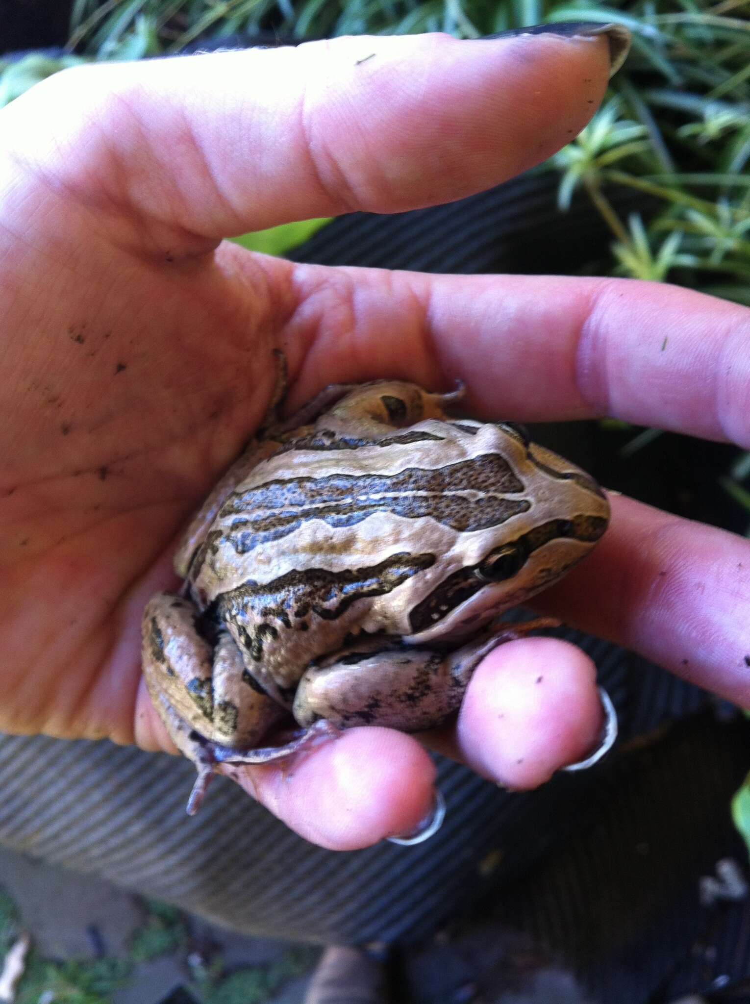 Image of Brown Frog