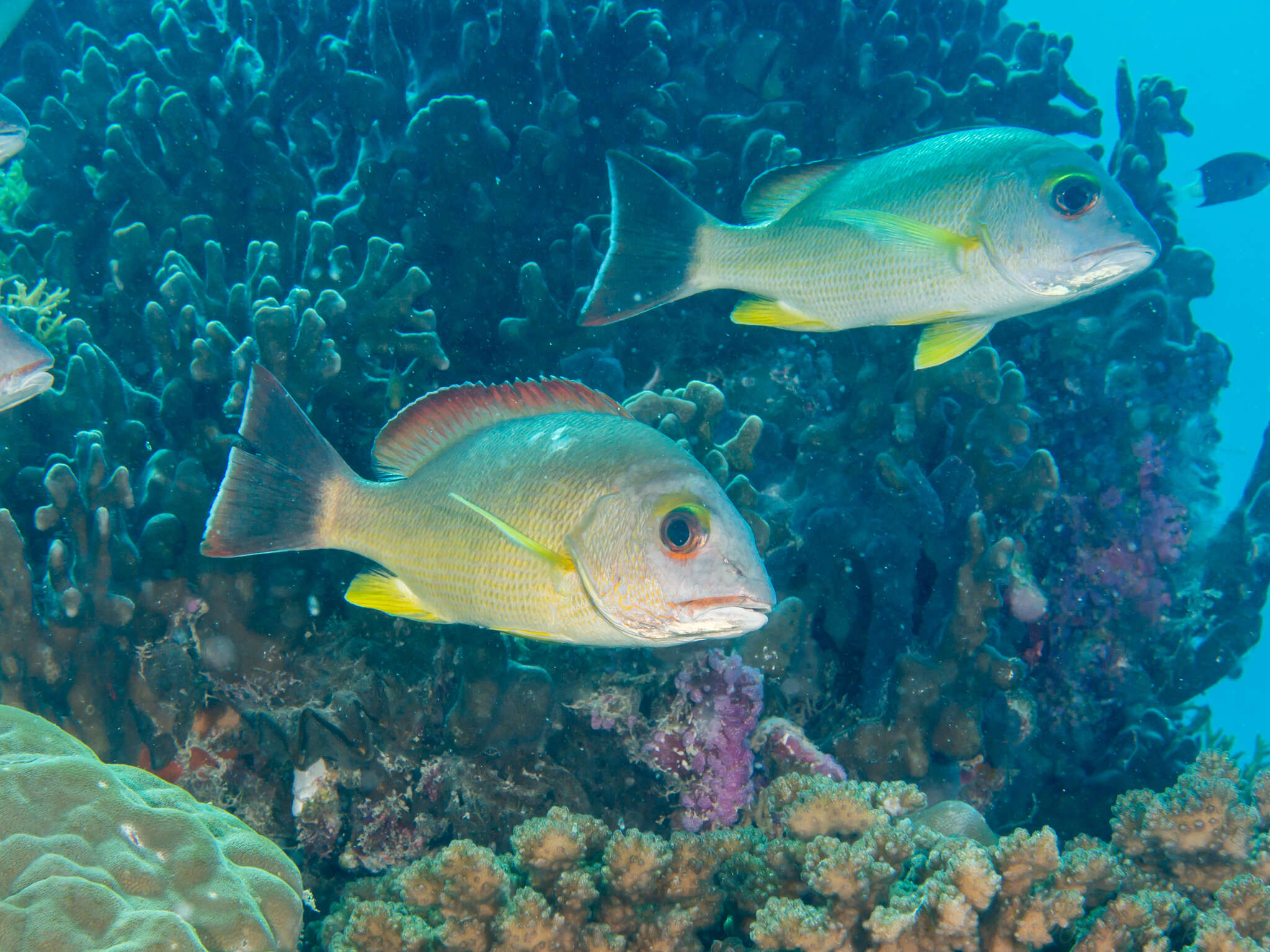 Image of Blacktail snapper