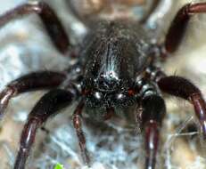 Image of Black house spider