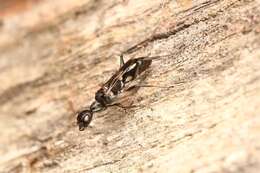 Image of Cockroach wasp