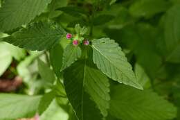 Image of lesser hemp-nettle