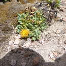 Image de Senecio beltranii