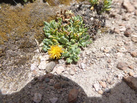 Imagem de Senecio beltranii