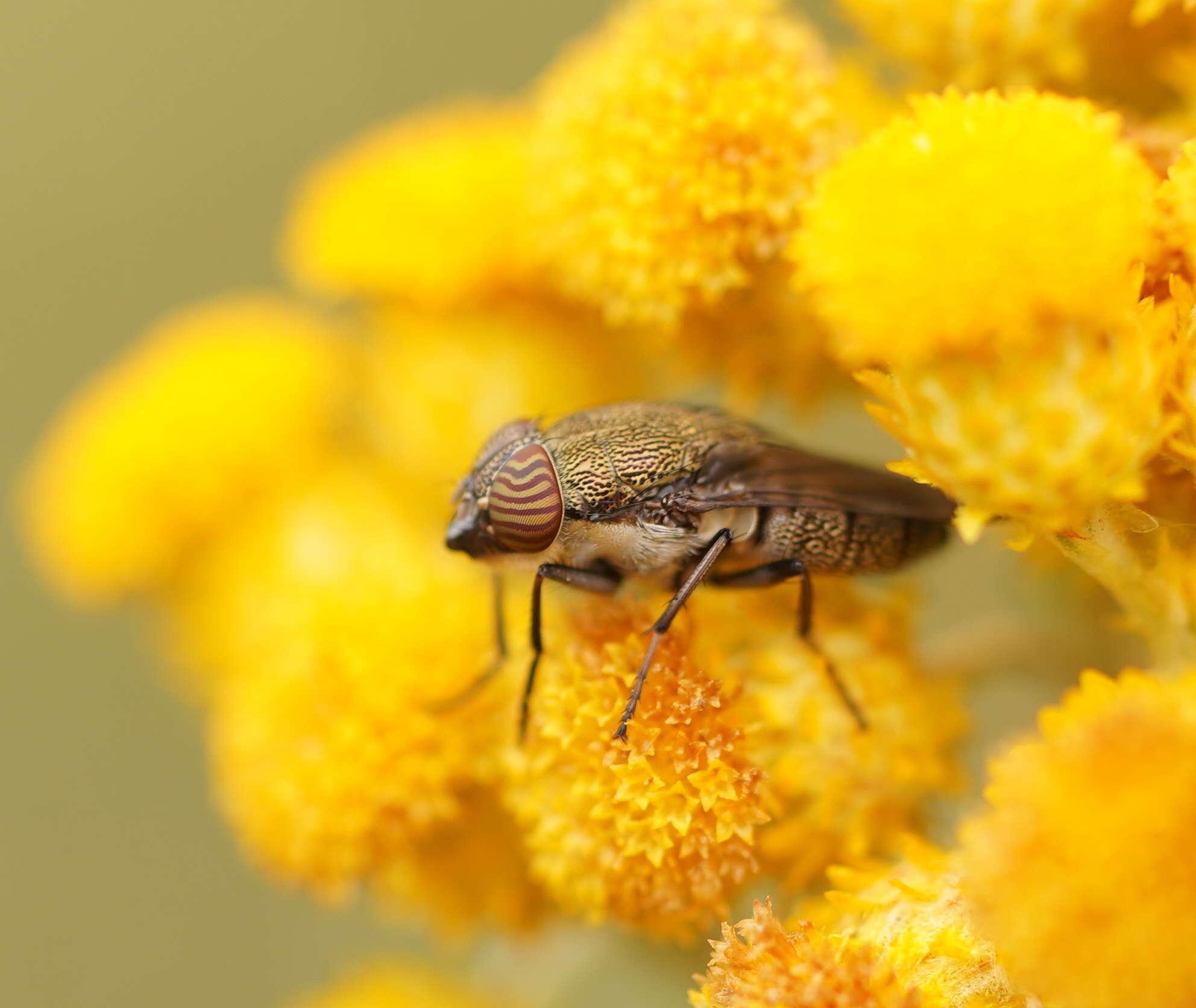 Stomorhina subapicalis (Macquart 1847)的圖片