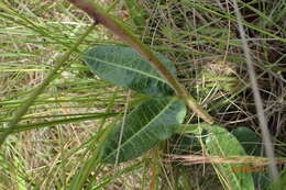 Imagem de Asclepias macropus (Schltr.) Schltr.