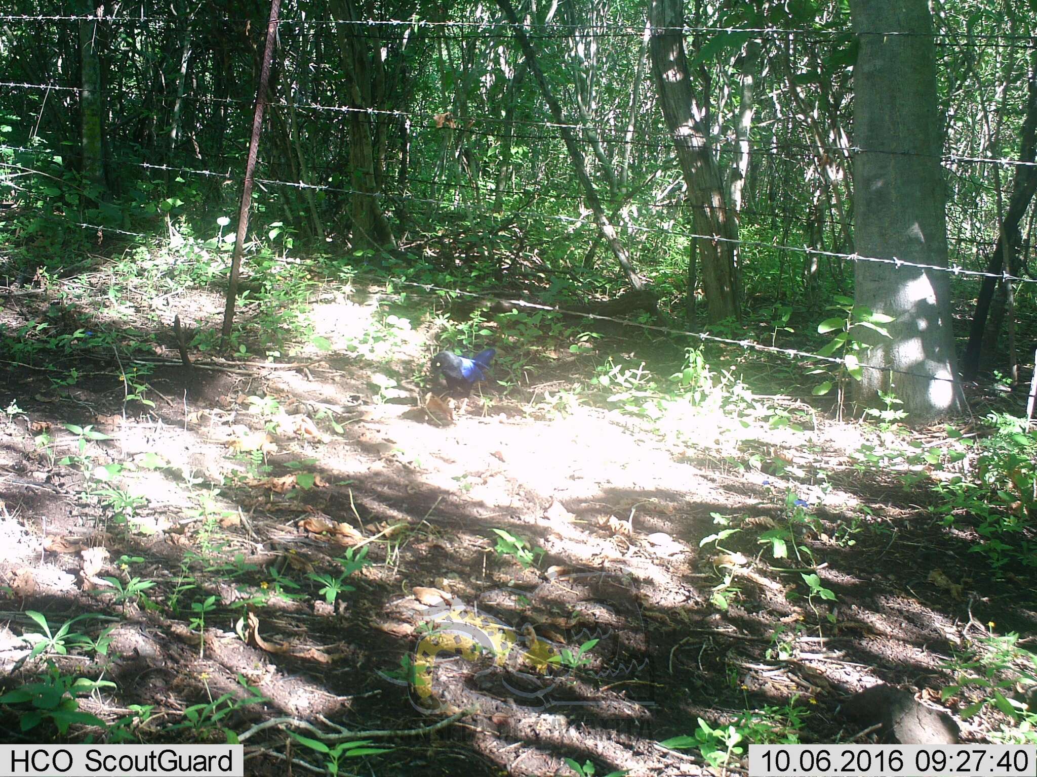 Image of Purplish-backed Jay