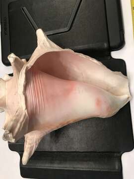 Image of Pink Conch