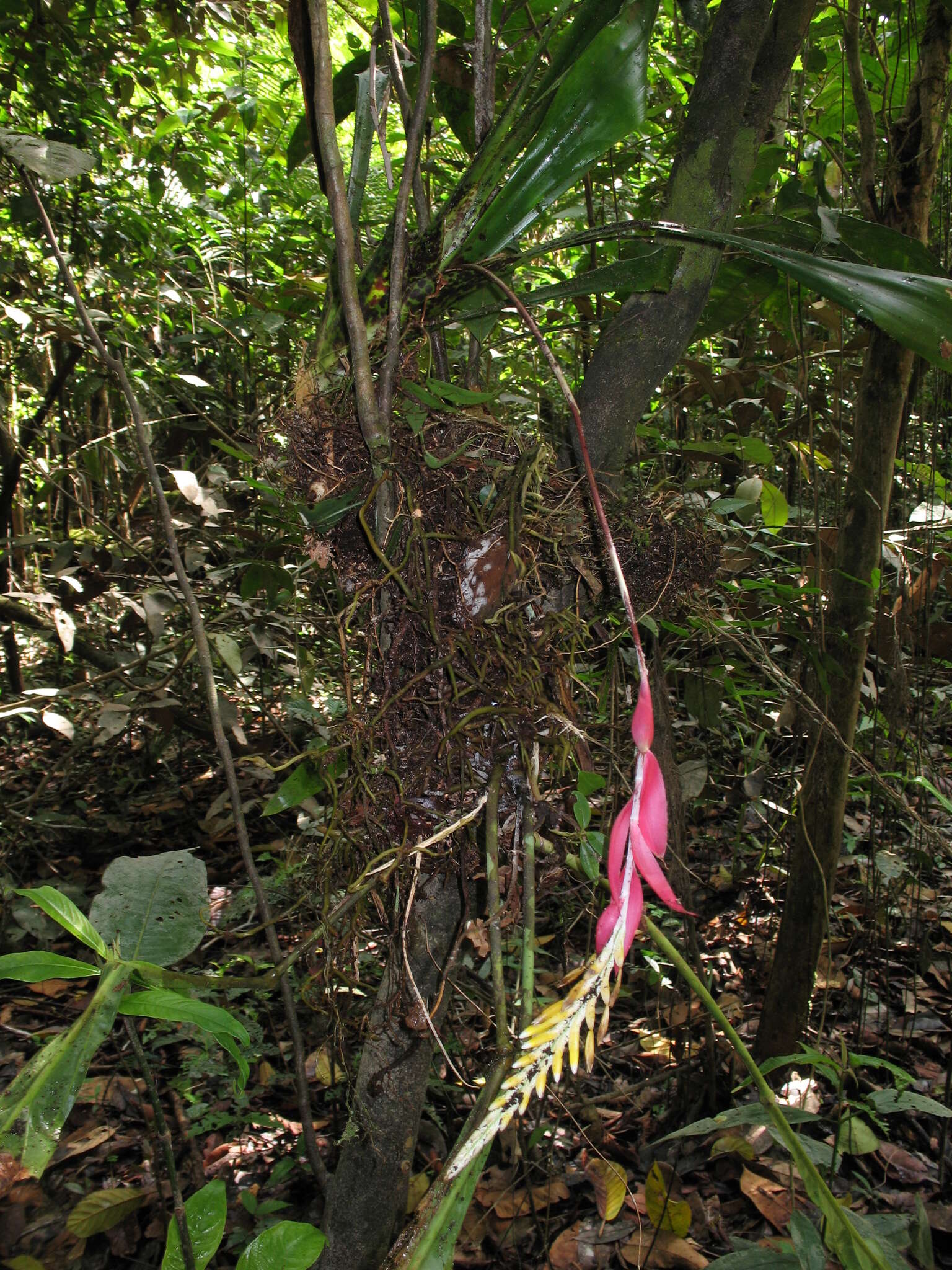 Image of Aechmea contracta (Mart. ex Schult. & Schult. fil.) Baker