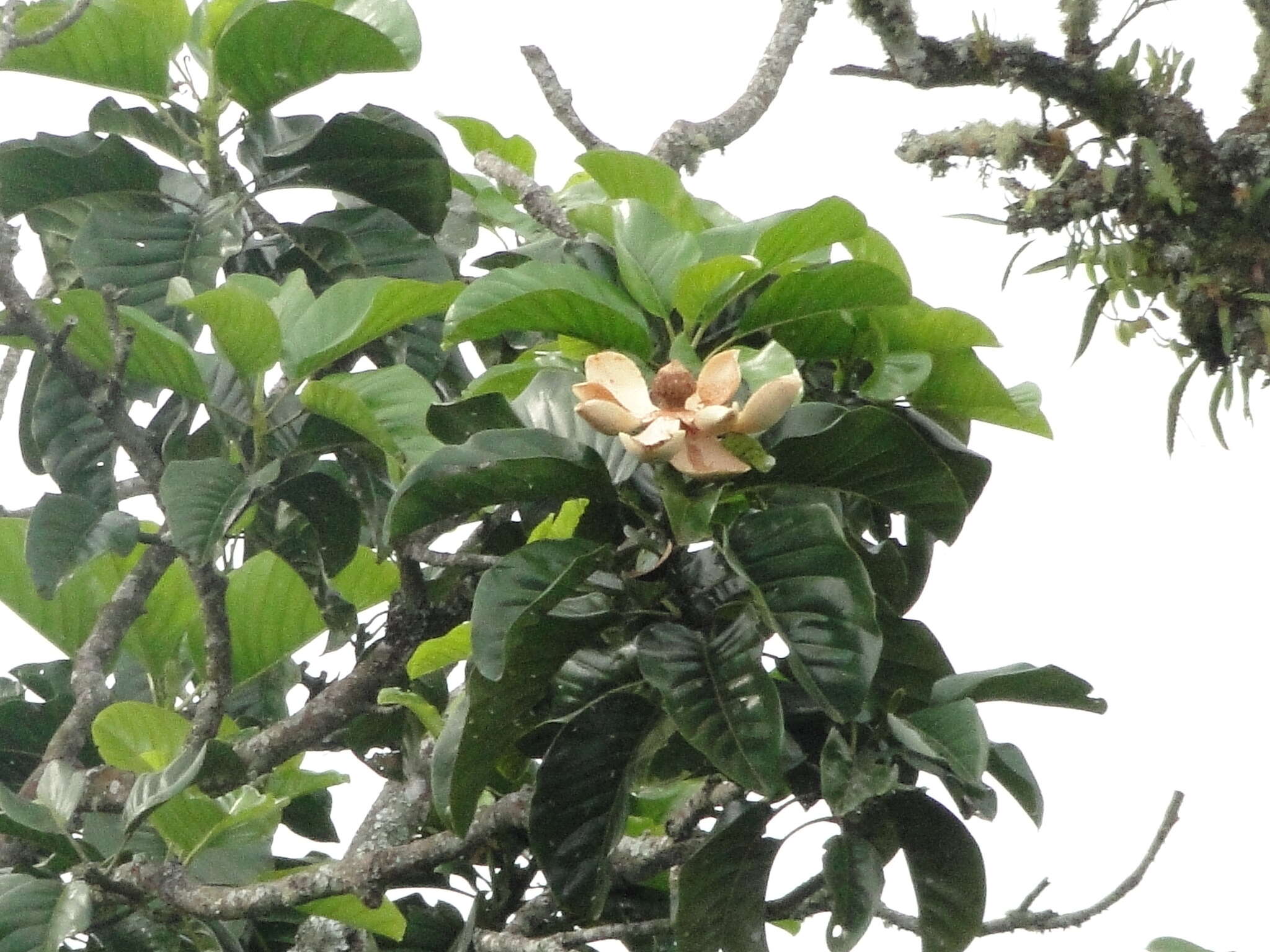 Image de Magnolia hernandezii (Lozano) Govaerts