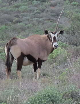 Image of Grazing antelope