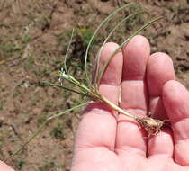 Image of Romulea minutiflora Klatt