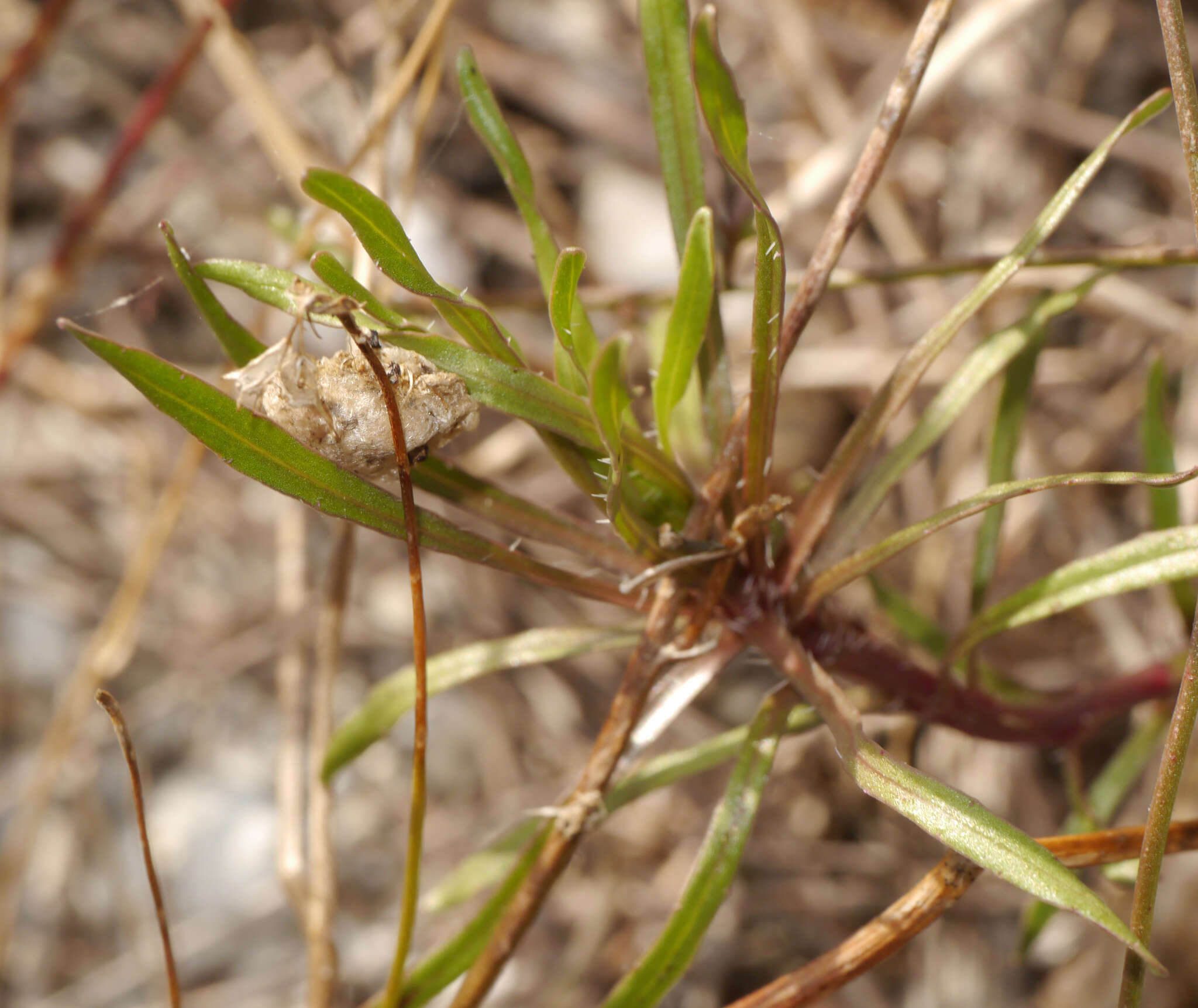 Image of Jasione heldreichii Boiss. & Orph.