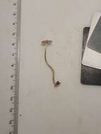 Image of Mycena abramsii (Murrill) Murrill 1916