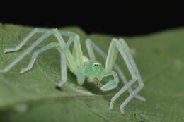Image of Green Huntsman