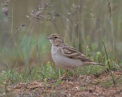 Image of Greater Short-toed Lark