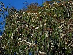 Sivun Eucalyptus elata Dehnh. kuva